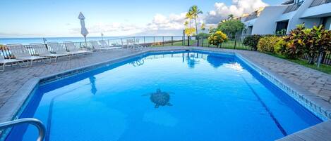 Condo, Ocean View (NAP-B13) | Pool