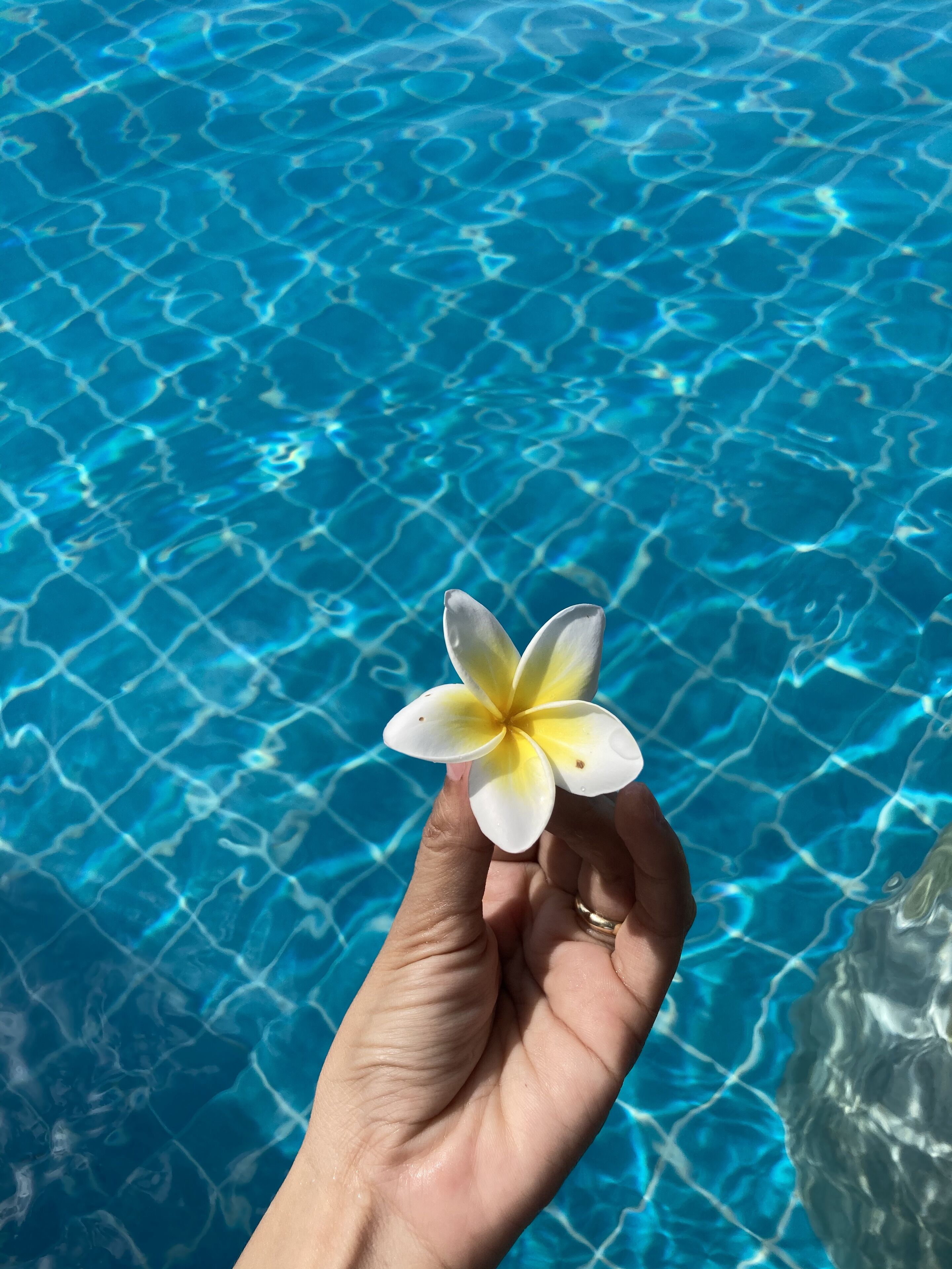 Una mano sostiene una flor sobre una piscina con agua azul cristalina.
