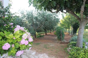 Un jardín con una variedad de plantas y árboles, incluyendo una higuera grande y hortensias rosadas.