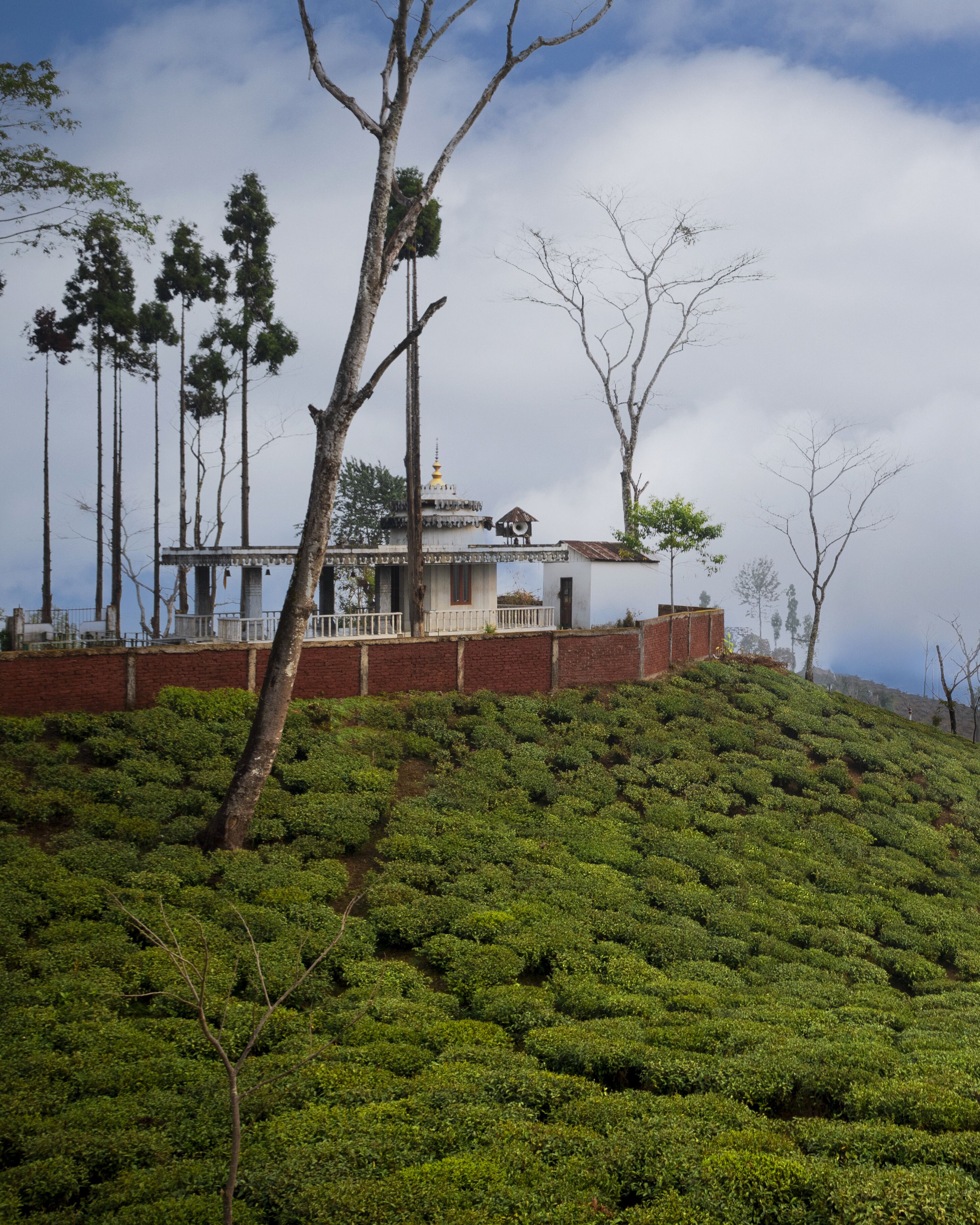 A building with a white exterior and a golden spire, surrounded by a lush green tea plantation.