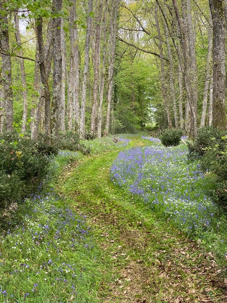 Un sendero en el bosque bordeado de árboles densos y una alfombra de flores azules.
