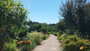 A gravel path in a garden with various plants and flowers.