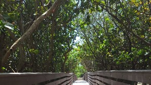 Un pont de fusta amb baranes, envoltat de vegetació densa.