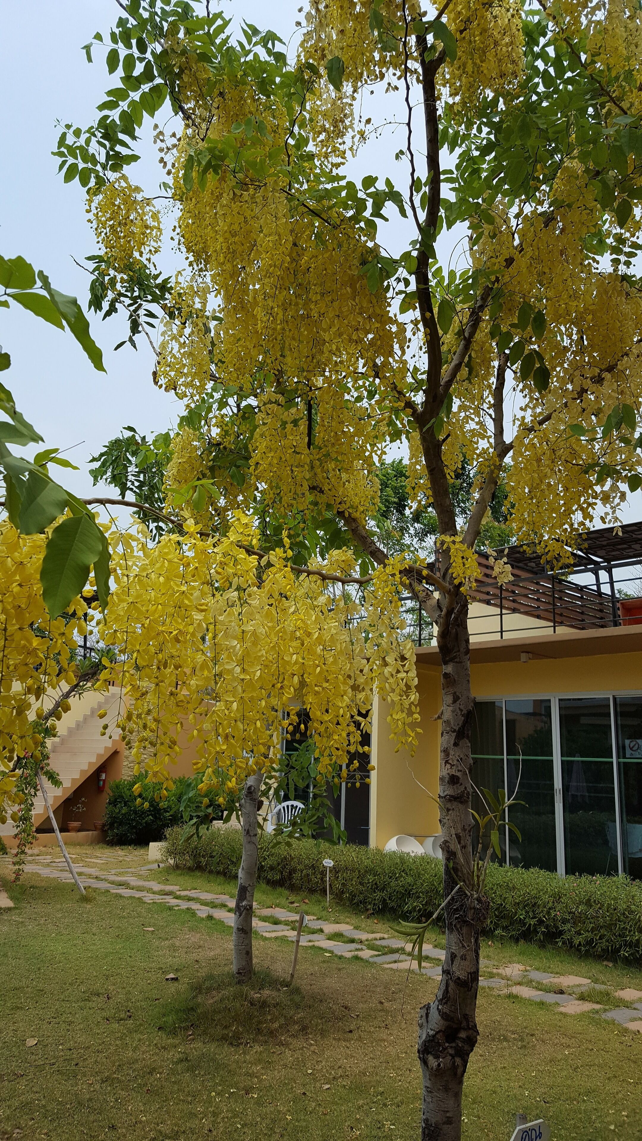 豪華客房 | 露台/庭院