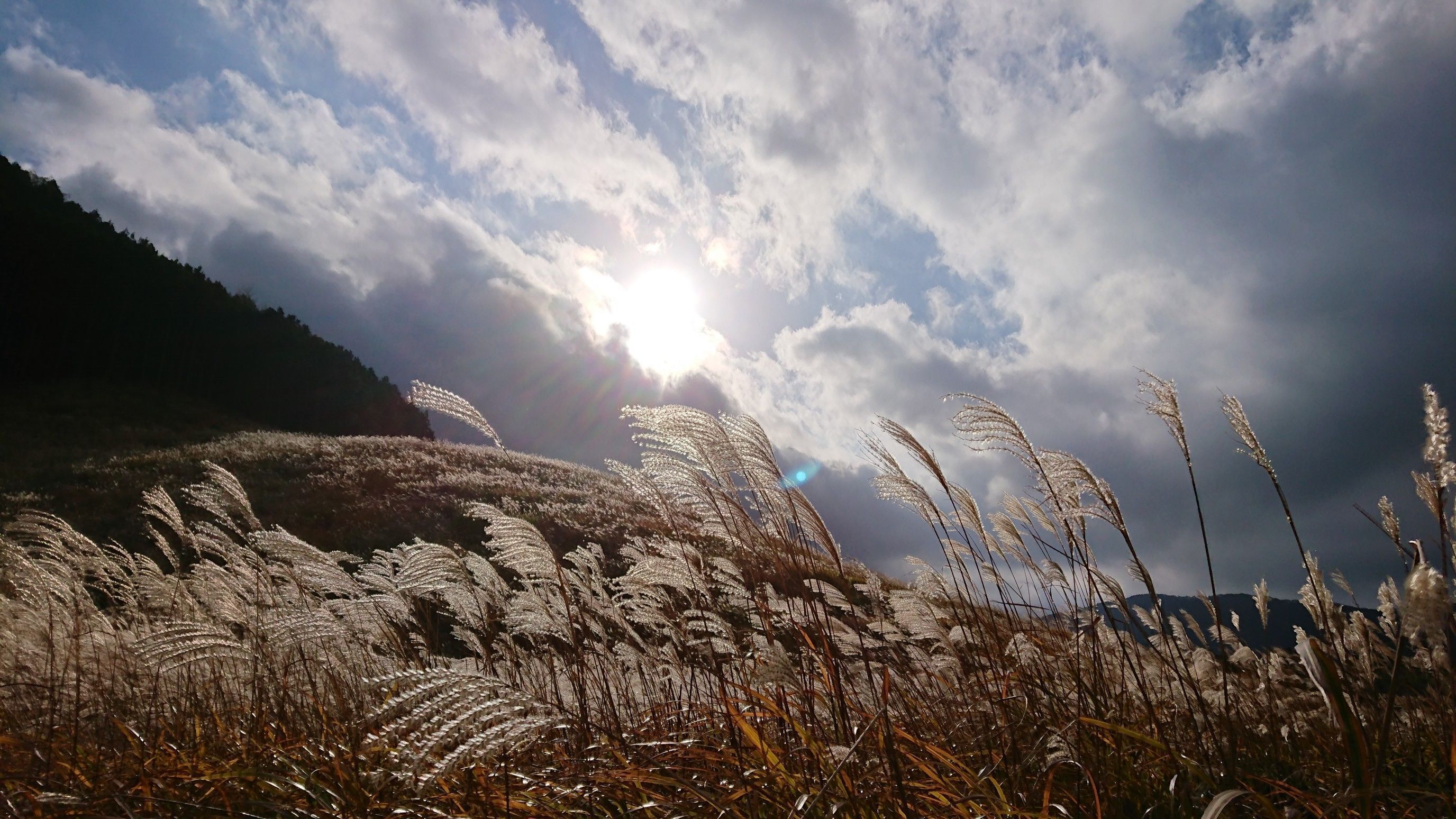 A field of tall grasses with a mountain in the background and the sun shining through the clouds.