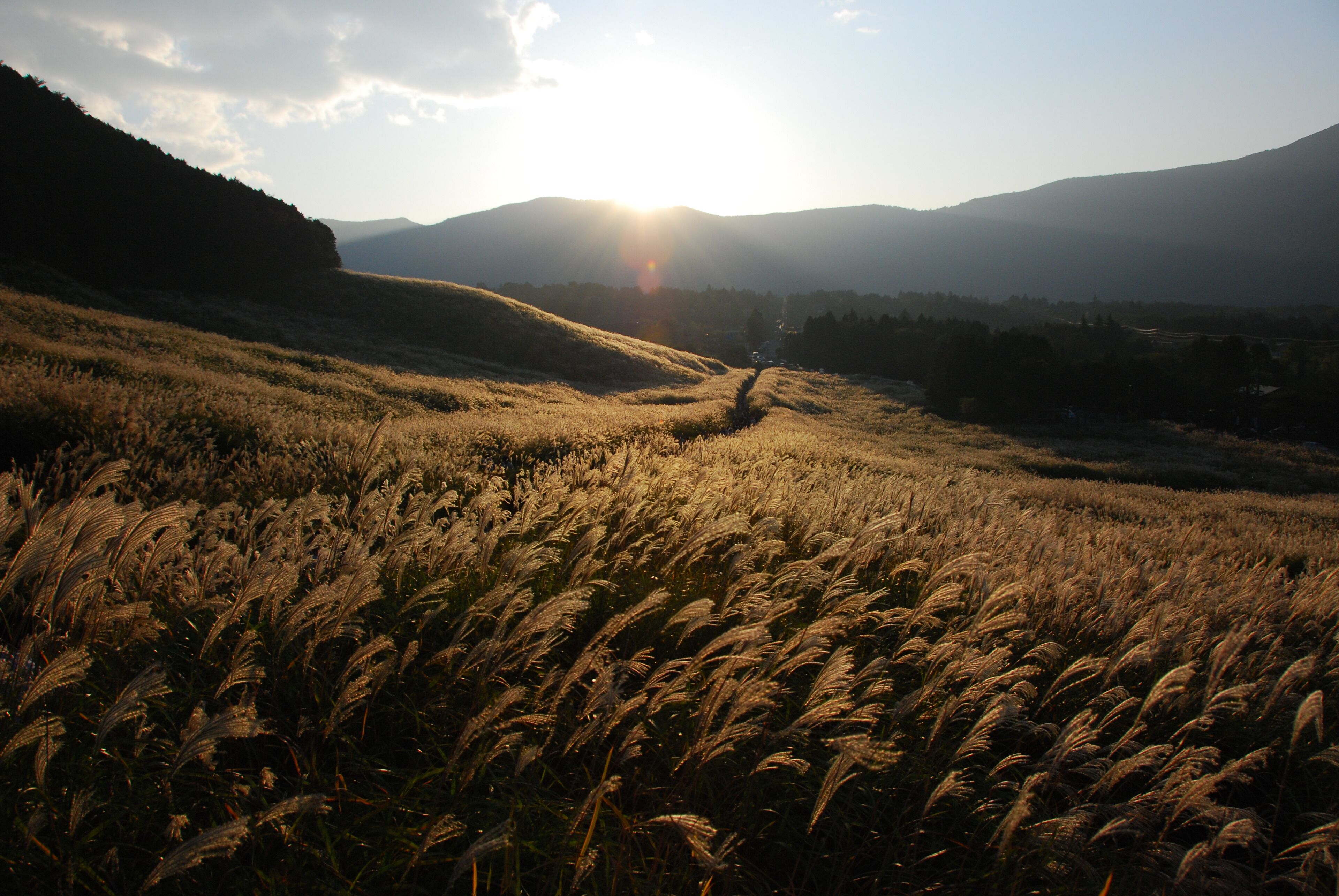 A field of tall grass with a mountain in the background and the sun setting or rising.