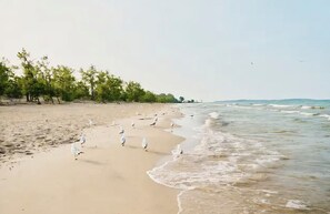 A beach with a sandy shore, trees, and the ocean.