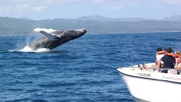 Un bote con pasajeros observando a una ballena emergiendo del agua.