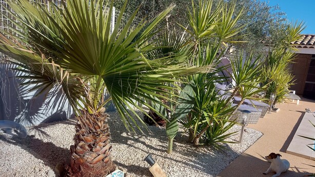 A garden with palm trees, a decorative toy, and a dog.