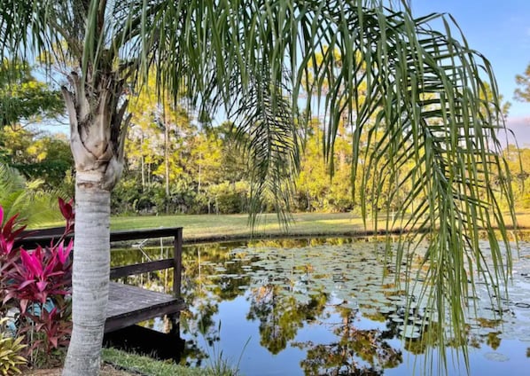 Un muelle de madera que se extiende sobre un estanque tranquilo, rodeado de abundante vegetación y árboles.