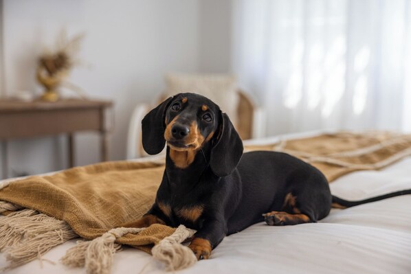 A black and tan dachshund lying on a bed with a beige blanket. - Crackers, 1 Bedroom Apt, Pet Friendly, Great Location (Coffs Harbour)