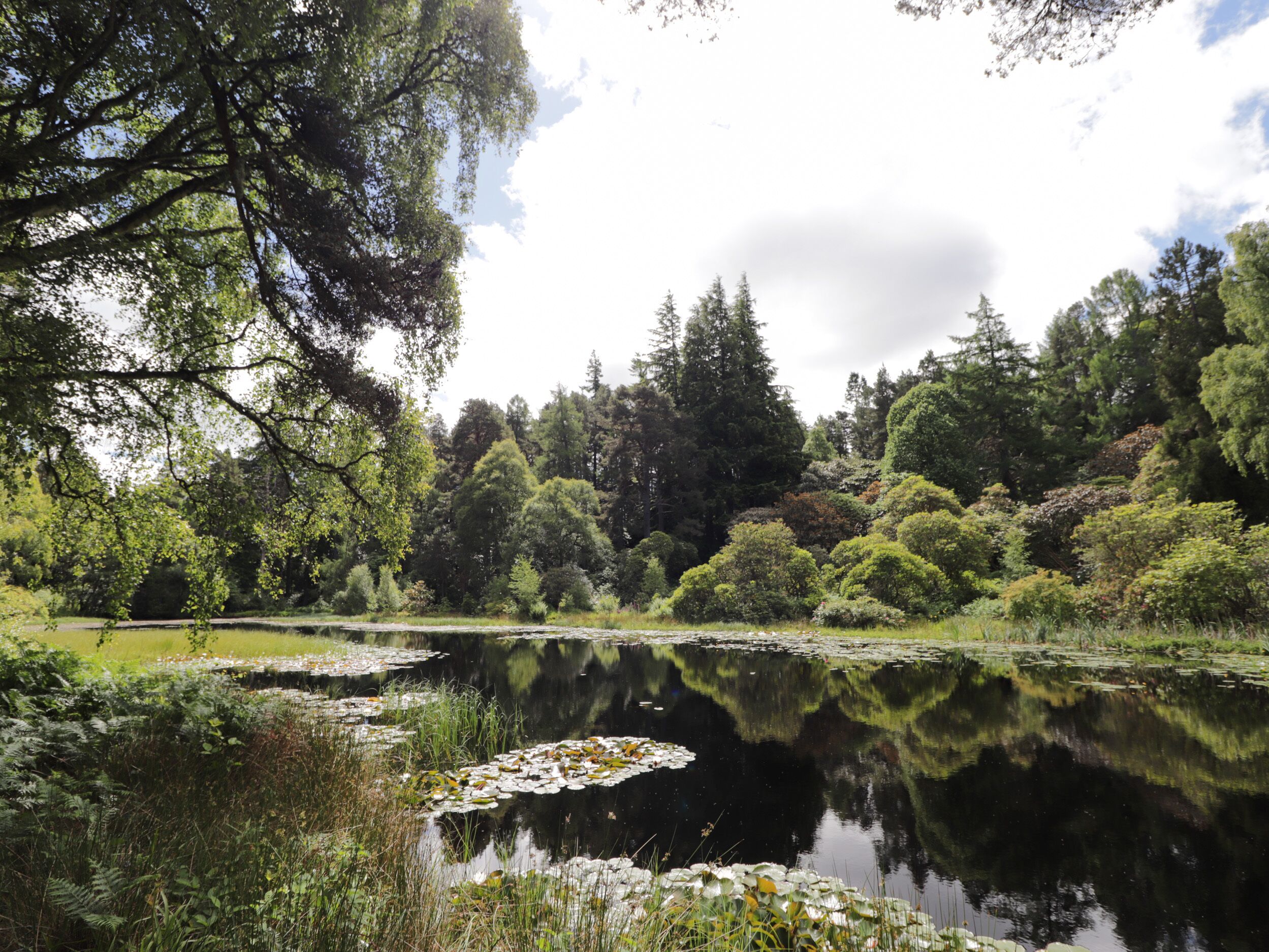 A serene lake surrounded by dense forest and trees.