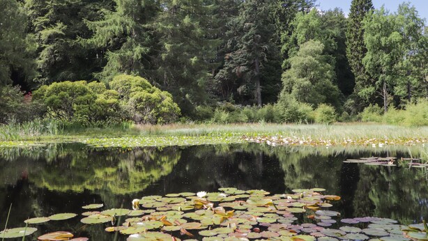 Ein friedlicher Teich, umgeben von dichtem Wald und hoch aufragenden Bäumen.