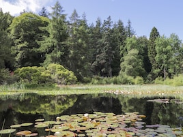 A serene pond surrounded by dense forest and tall trees.