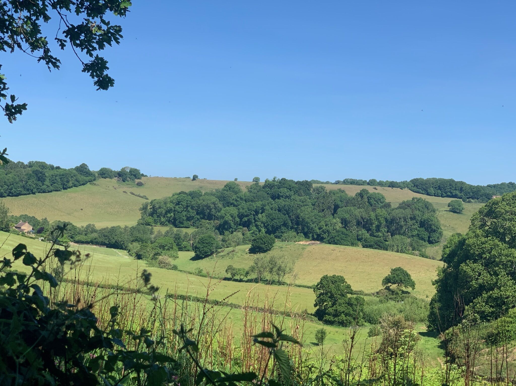 A panoramic view of rolling hills with scattered trees and a clear blue sky.