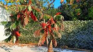 A garden with a decorative tree and a whimsical statue. - Holiday Home Nino With Private Pool (Split)