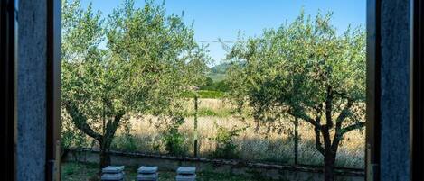 Vista desde una ventana sobre un jardín con árboles y una cerca.