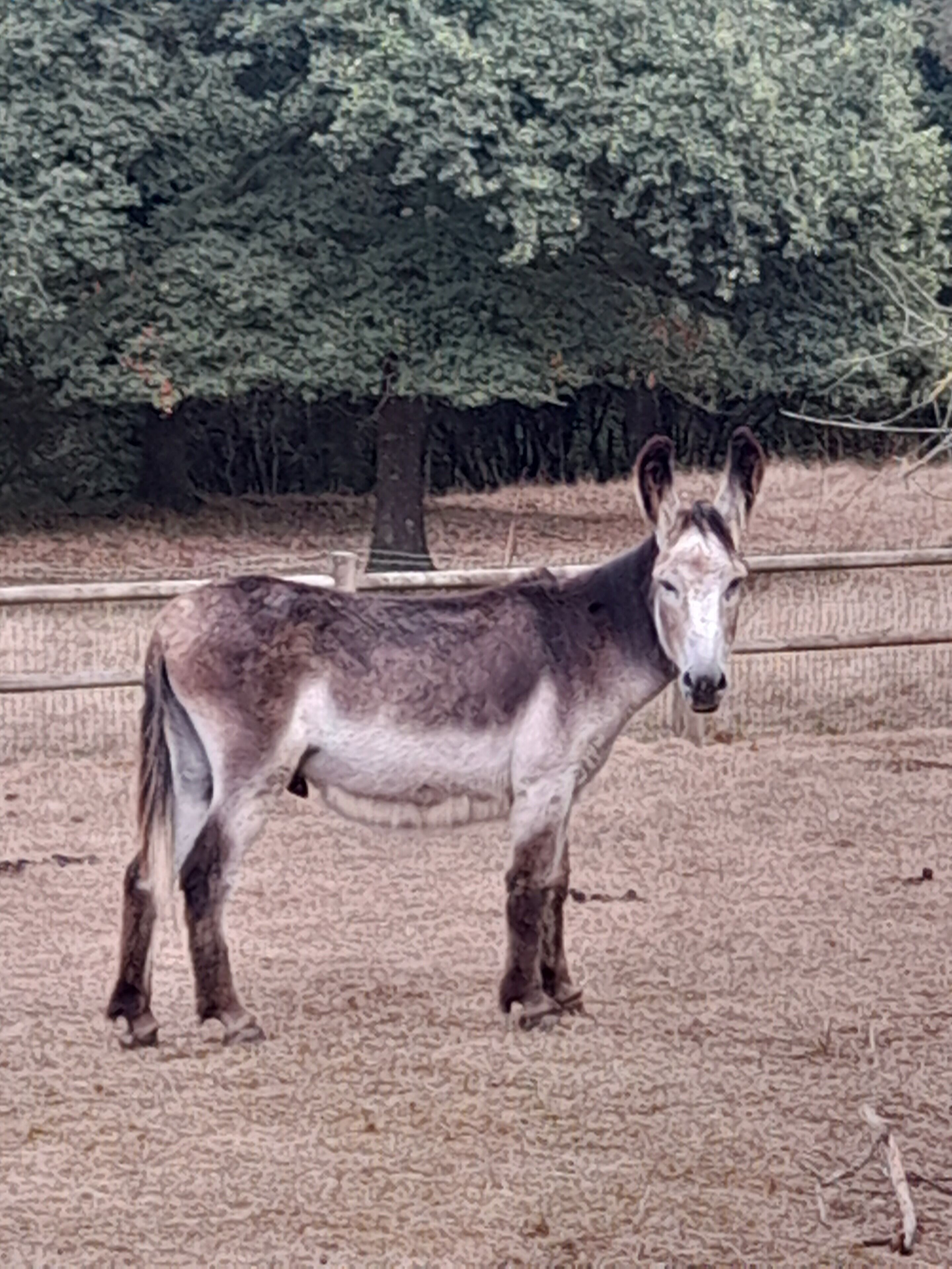 A donkey standing in a fenced area with a tree in the background.