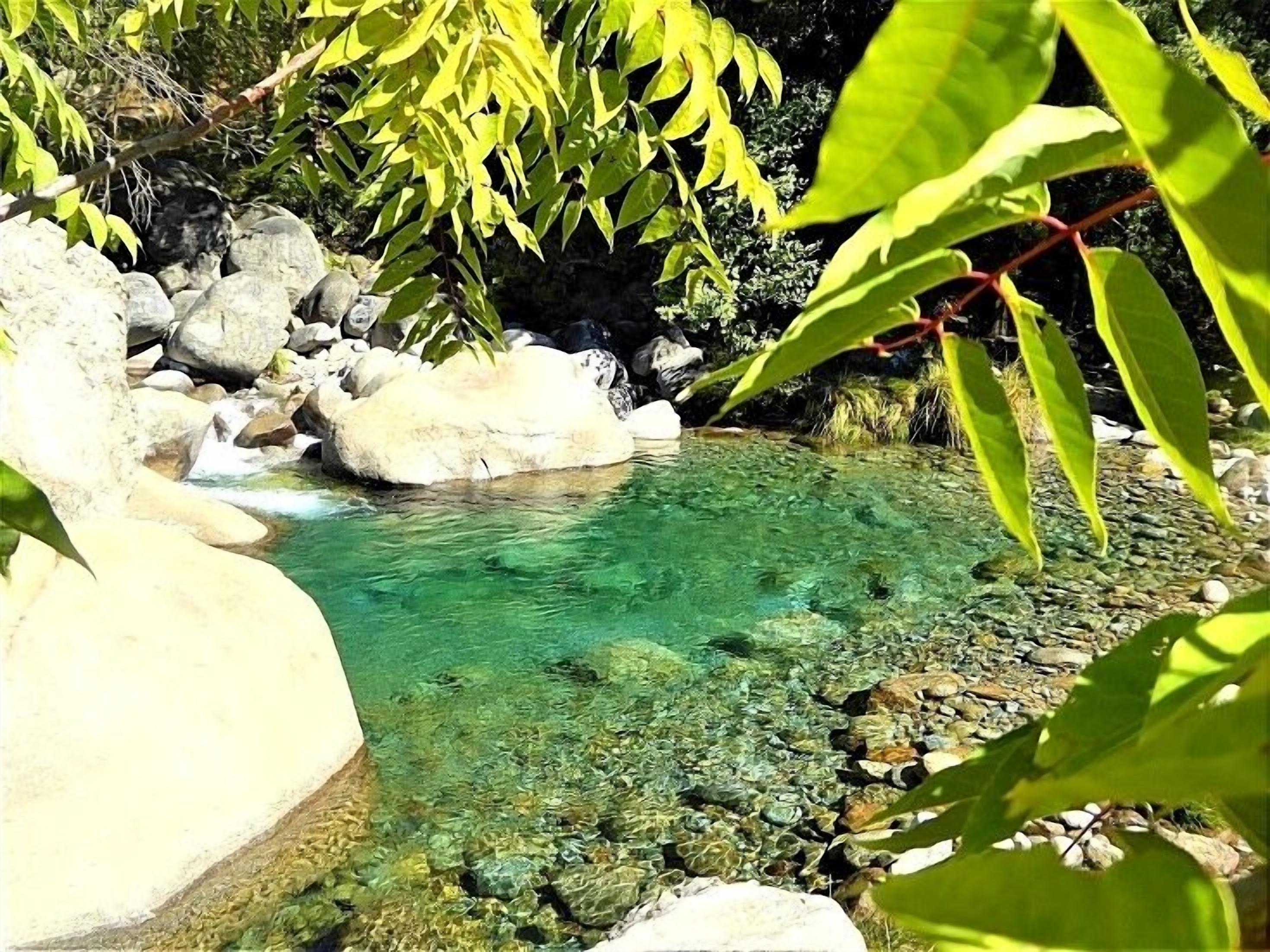 A clear, shallow stream with rocks and greenery.