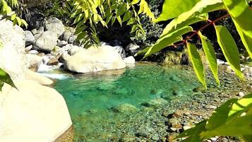 A clear, shallow stream with rocks and greenery.