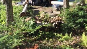 Un chalet rustique avec un toit en métal, entouré d’une forêt dense.