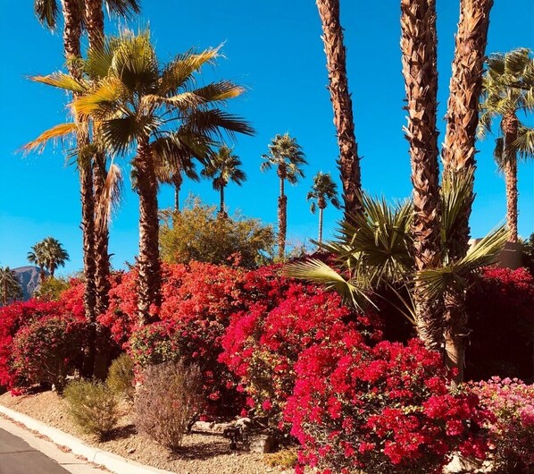 A garden with tall palm trees and red flowering plants.