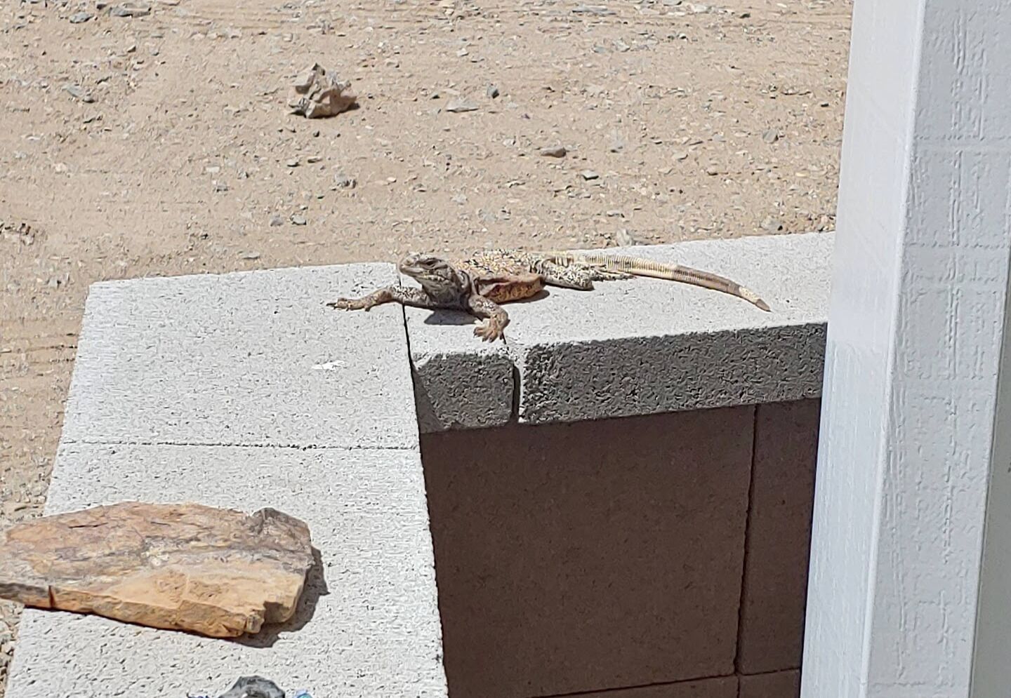 Un lagarto sobre una repisa de hormigón.