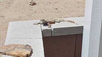 Un lagarto sobre una repisa de hormigón.
