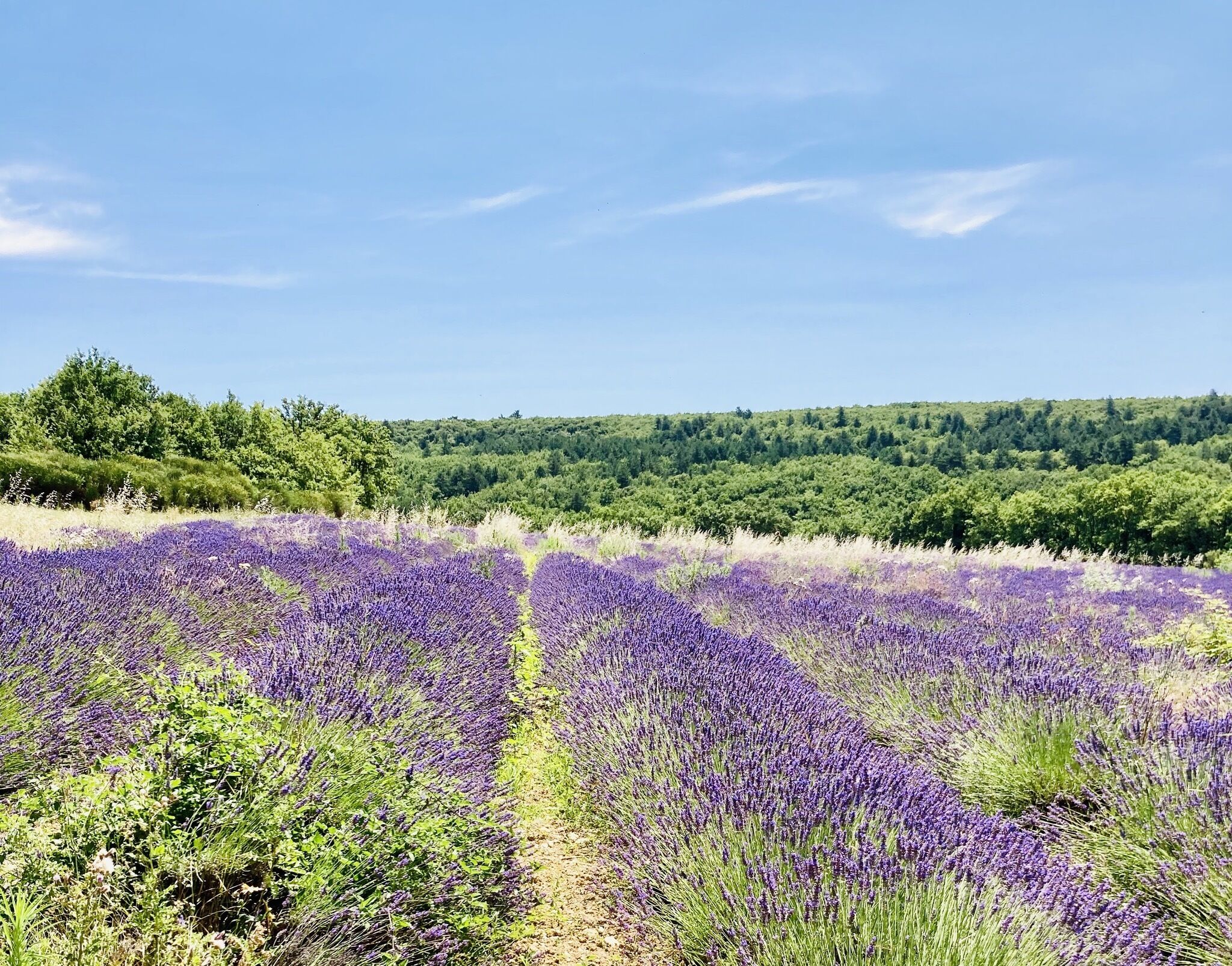 Um campo de lavanda com uma colina arborizada ao fundo.