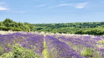 Um campo de lavanda com uma colina arborizada ao fundo.