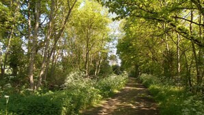 Een bosrijk pad, omringd door bomen en groen.