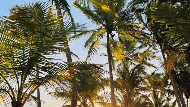 Ein Strand mit Palmen und einem Sonnenuntergang.