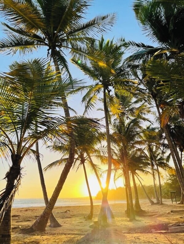 Enjoy a serene beach experience with palm trees and a tranquil atmosphere.