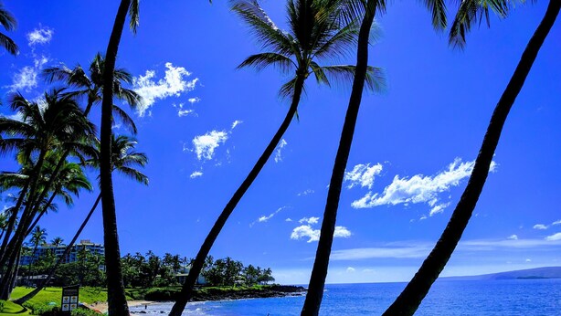 A beach with palm trees, a clear blue sky, and a view of the ocean. - Luxury Condo in Wailea with sweeping views (Kihei)