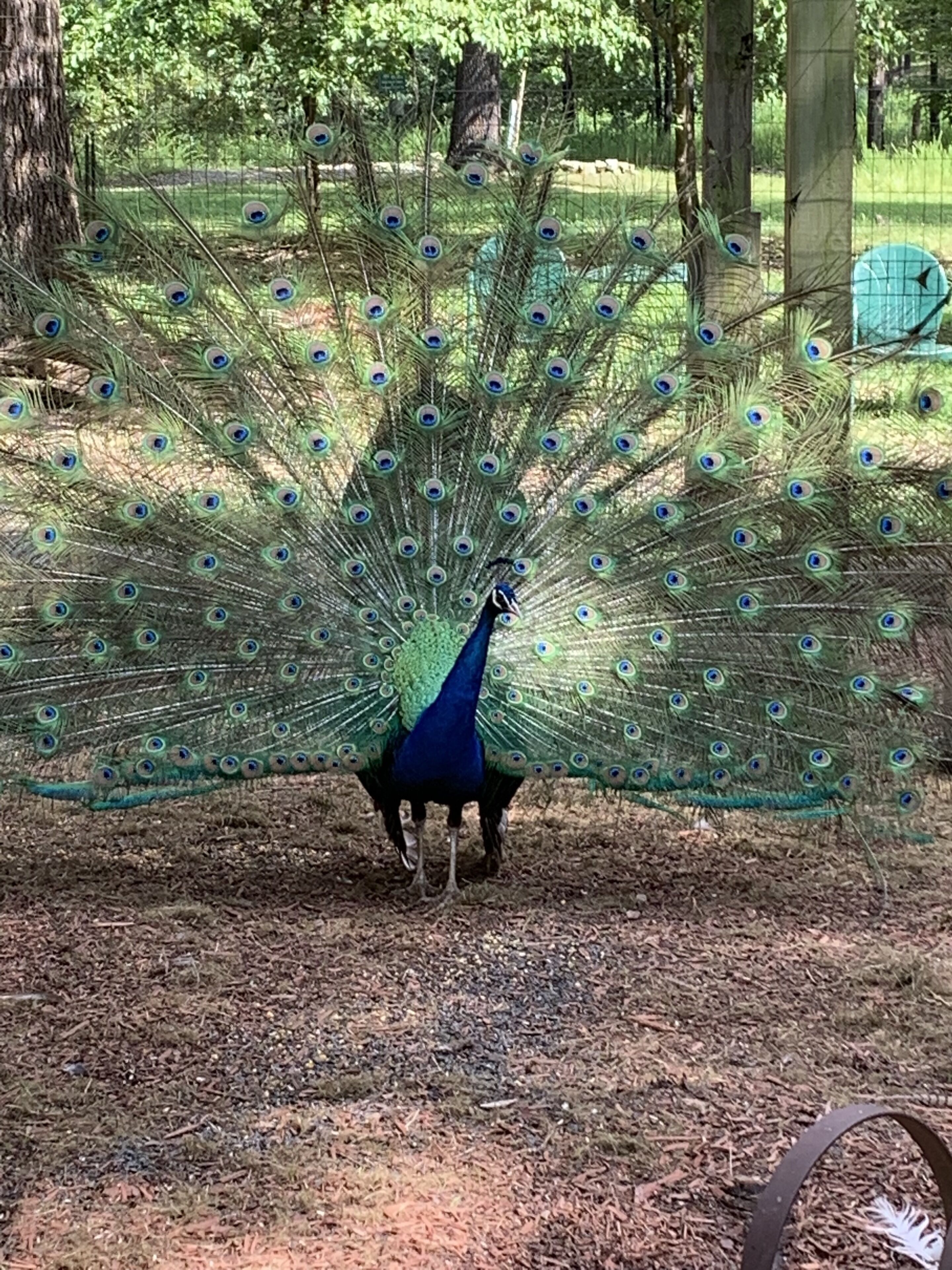 Un pavone con le piume della coda completamente spiegazzate in un ambiente naturale.