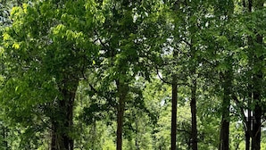 A wooden deck with outdoor seating, surrounded by a forested area.