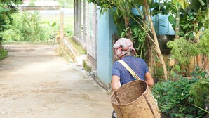 A pathway leading to a building with a thatched roof, surrounded by greenery and a person carrying a woven basket.