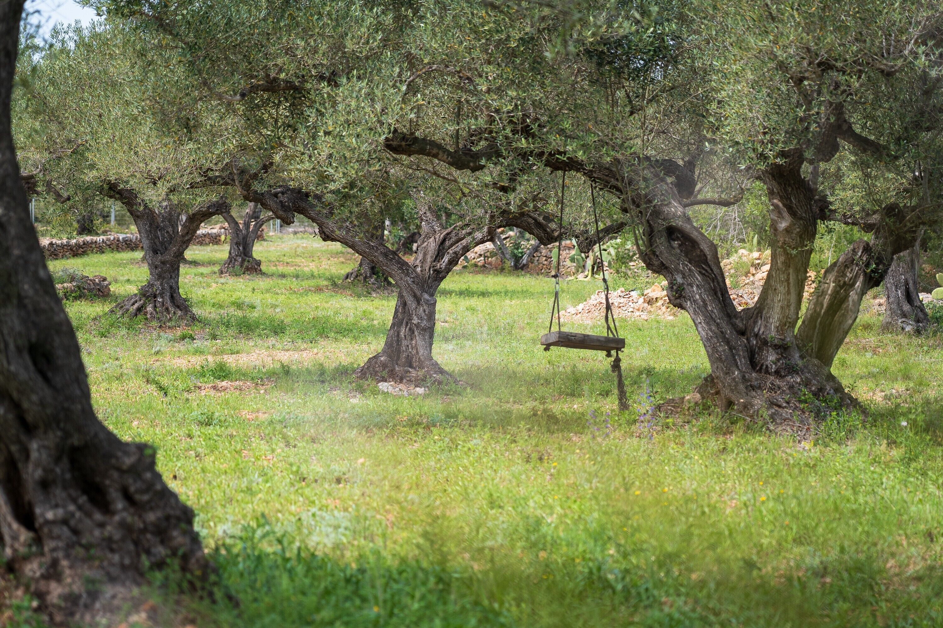 Un paisible olivier, avec des arbres bien développés et une balançoire.