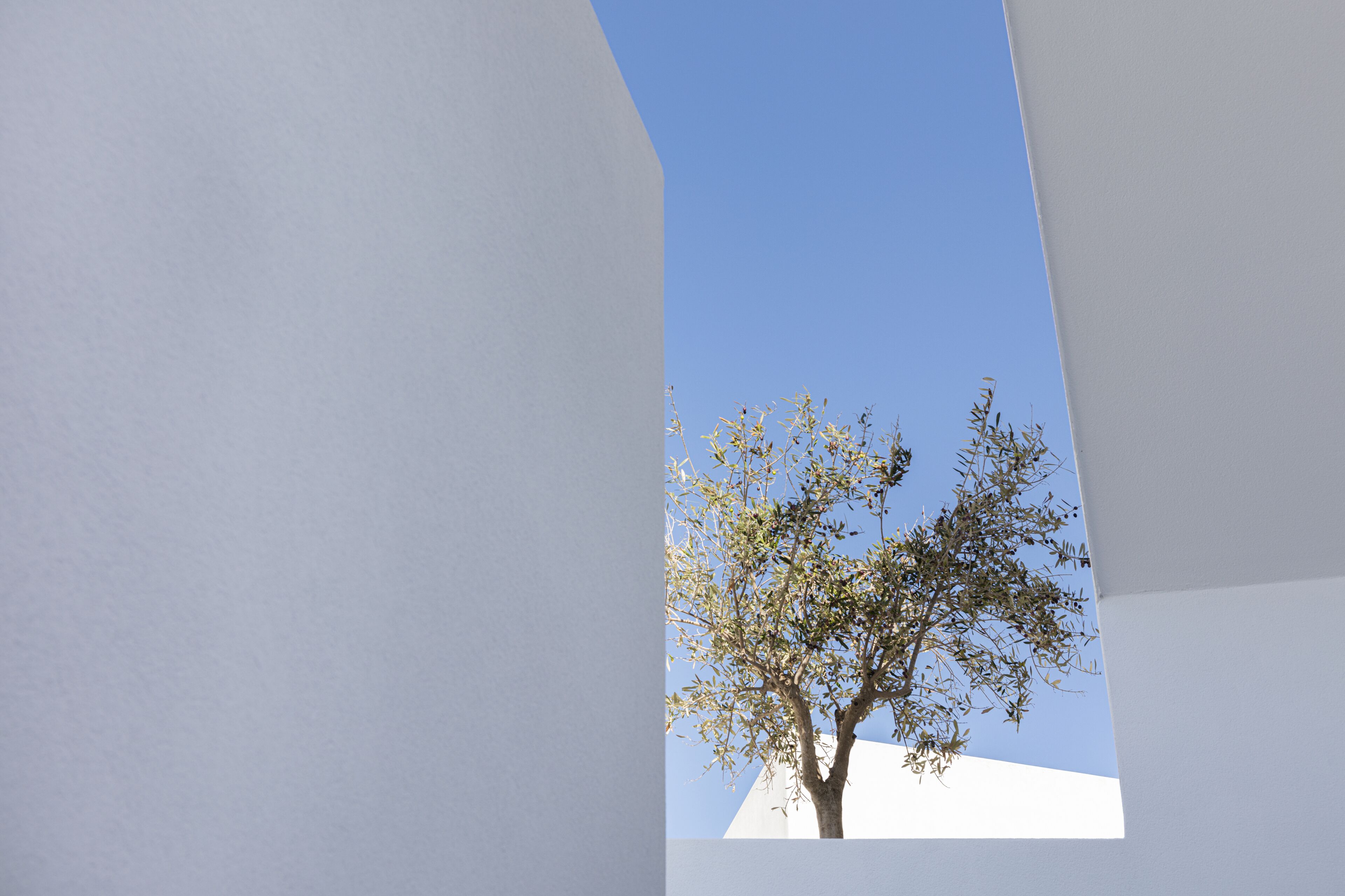 A tree with sparse foliage against a clear blue sky, framed by a white structure.