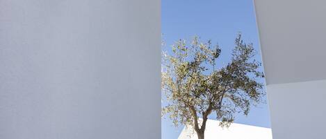 A tree with sparse foliage against a clear blue sky, framed by a white structure.