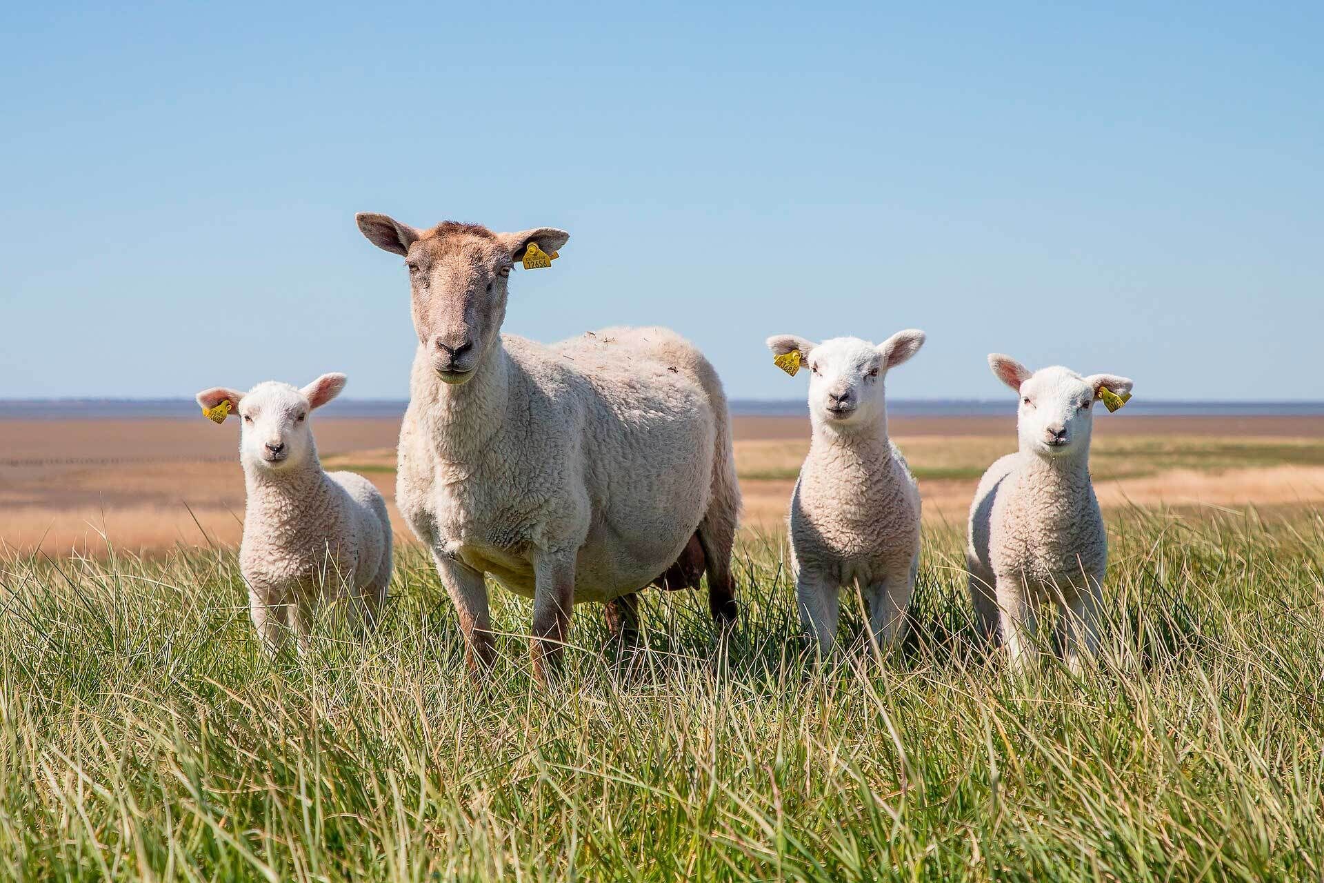 Un grupo de ovejas en un campo cubierto de hierba.