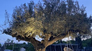 A large tree with a swing chair hanging from its branches, surrounded by a grassy area and a pool in the background.