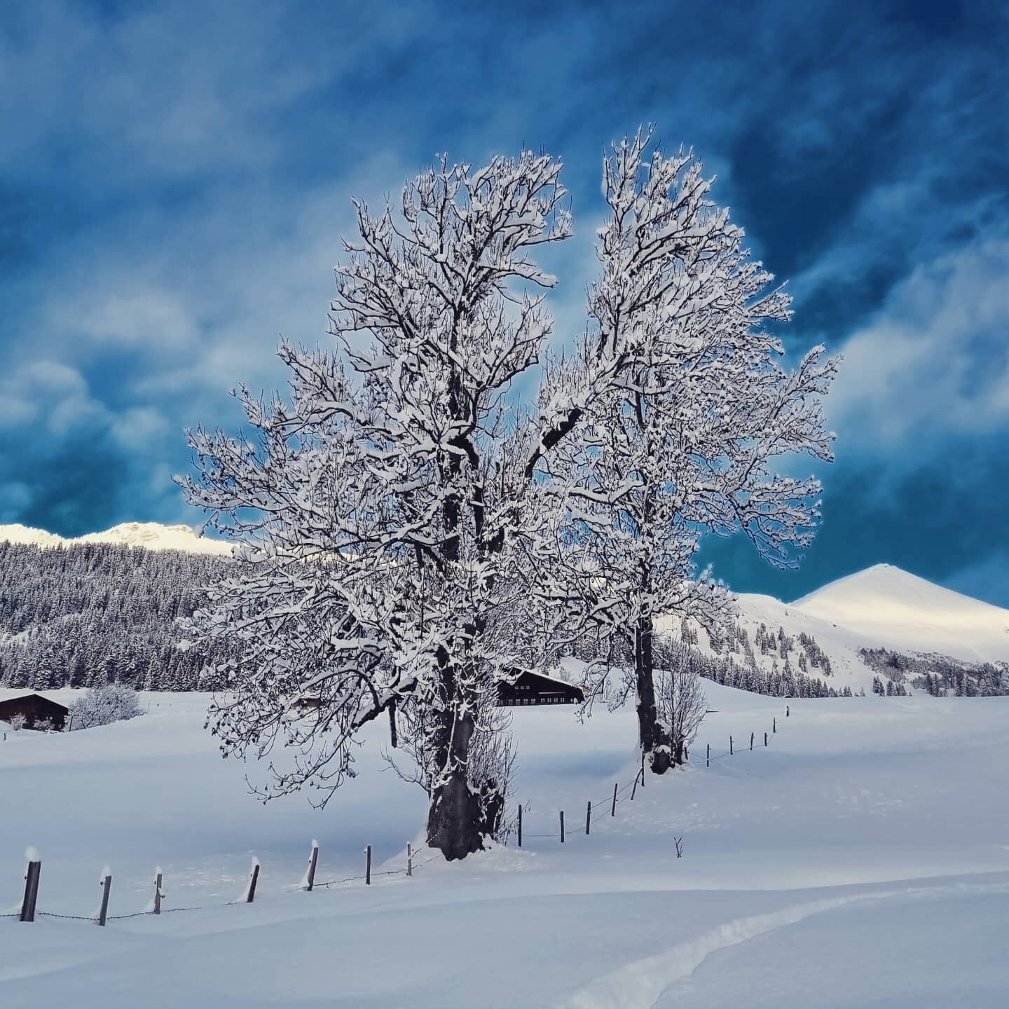 Paisagem coberta de neve com uma árvore grande em primeiro plano e uma cordilheira ao fundo.