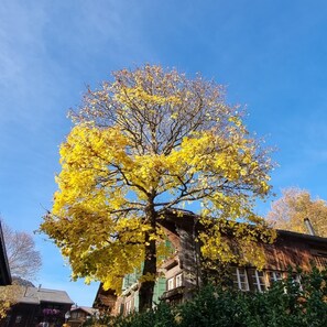 A tree with yellow leaves in front of a building with a brick facade and green shutters. - Room with extra-large double-bed, cable TV, private bathroom, organic breakfast, (Lauenen)