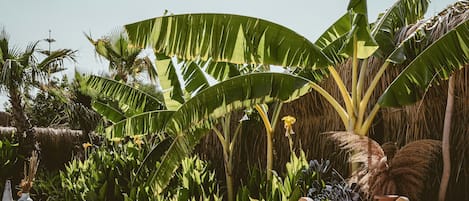 Jardin