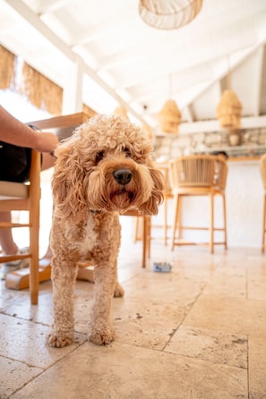 Pet-friendly