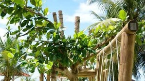 A hammock swing under a tree in a grassy area with a white fence and palm trees in the background. - Condominio Praias de Maragogi (Maragogi)