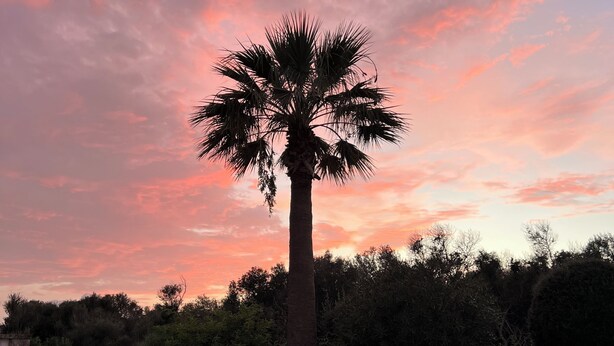 A swimming pool with a palm tree and a sunset sky. - Fantastic Villa in Binixica,  pool, A/C, close to beaches (Binixiquer)