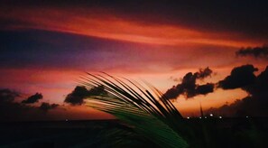 A sunset with a palm tree in the foreground.