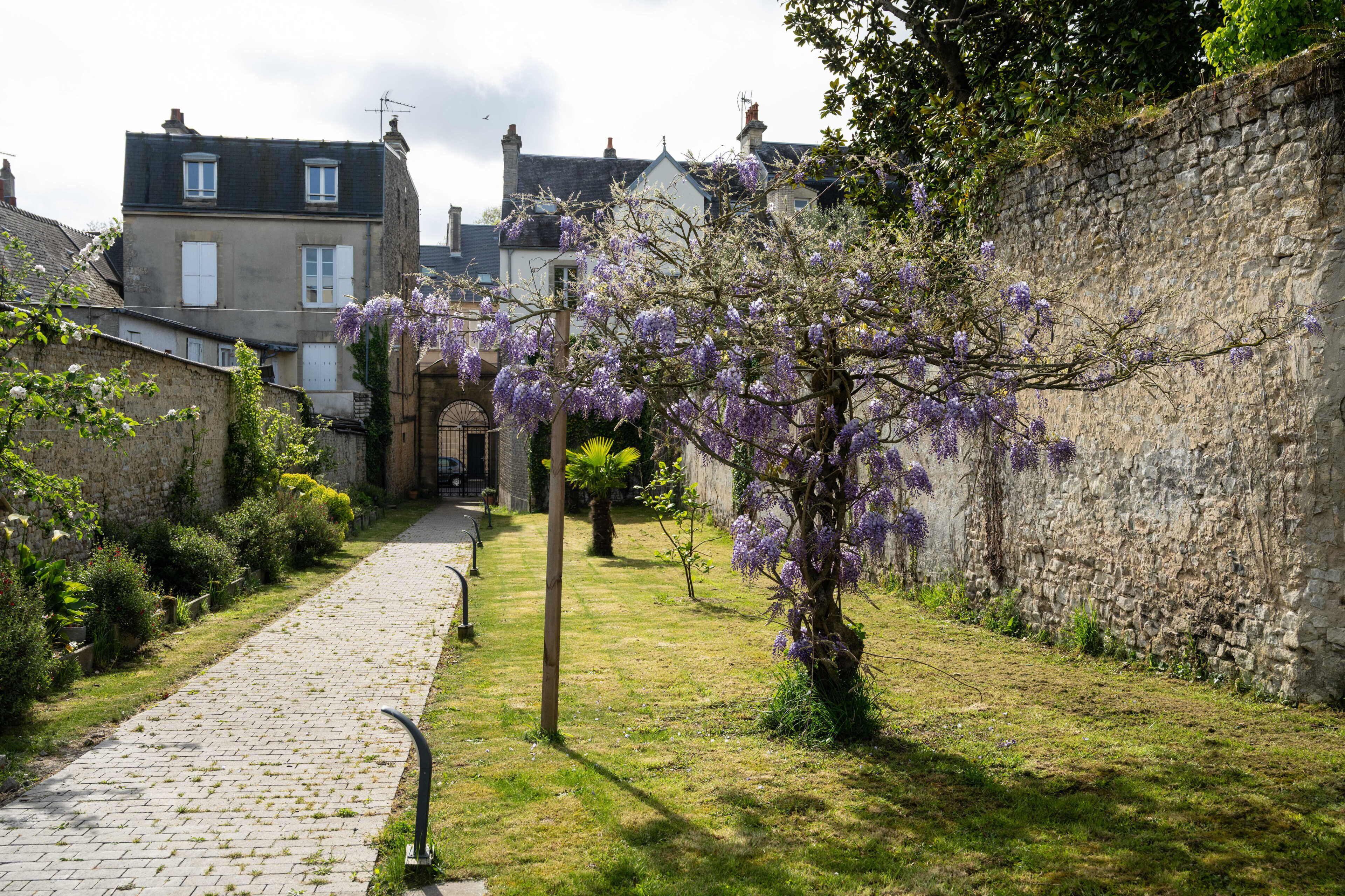 A cobblestone pathway leading to a stone wall with purple flowering trees.